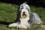 Bearded Collie