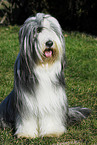 sitting Bearded Collie