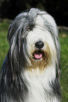 Bearded Collie Portrait