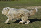 Bearded Collie