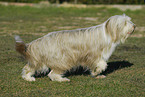 standing Bearded Collie