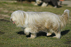 Bearded Collie