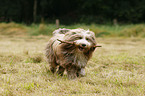 playing Bearded Collie