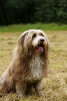 sitting Bearded Collie