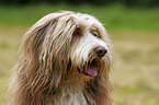 Bearded Collie Portrait