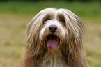 Bearded Collie Portrait