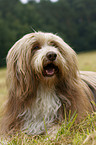 lying Bearded Collie