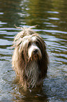 standing Bearded Collie