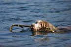 swimming Bearded Collie