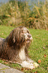 lying Bearded Collie