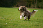 running Bearded Collie