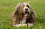 lying Bearded Collie