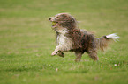 running Bearded Collie