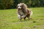 running Bearded Collie