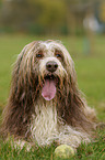 lying Bearded Collie