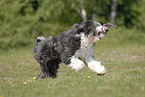 running Bearded Collie