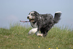 running Bearded Collie