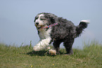 running Bearded Collie