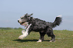 running Bearded Collie