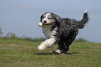 running Bearded Collie