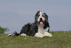 lying Bearded Collie