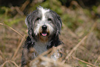 Bearded Collie Portrait