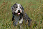 Bearded Collie