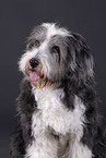 Bearded Collie Portrait