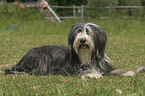 lying Bearded Collie