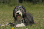 lying Bearded Collie