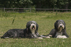 Bearded Collies