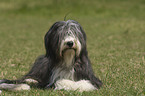 lying Bearded Collie