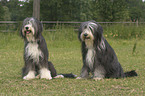 Bearded Collies