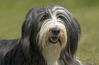 Bearded Collie Portrait