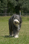 Bearded Collie