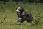 running Bearded Collie