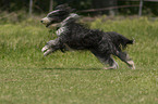 running Bearded Collie