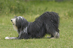 Bearded Collie