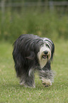 walking Bearded Collie