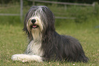 lying Bearded Collie