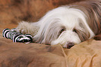 Bearded Collie