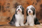 Bearded Collies