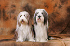 Bearded Collies