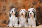 Bearded Collies