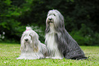 Bearded Collies