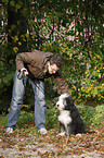 Bearded Collie Puppy