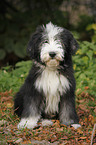 Bearded Collie Puppy