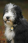 Bearded Collie Puppy