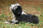 Bearded Collie Puppy