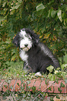 Bearded Collie Puppy